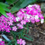 Dianthus hybrida Bouquet Rose